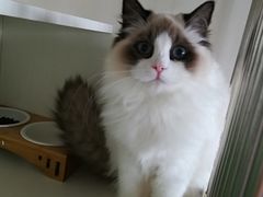 -东方名猫馆·英短金渐层布偶猫舍(环线广场1号楼店)