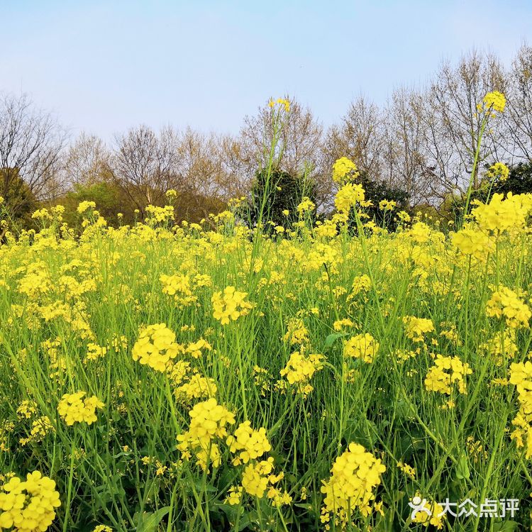 三月里的世纪公园，最喜欢这片油菜花田❤️