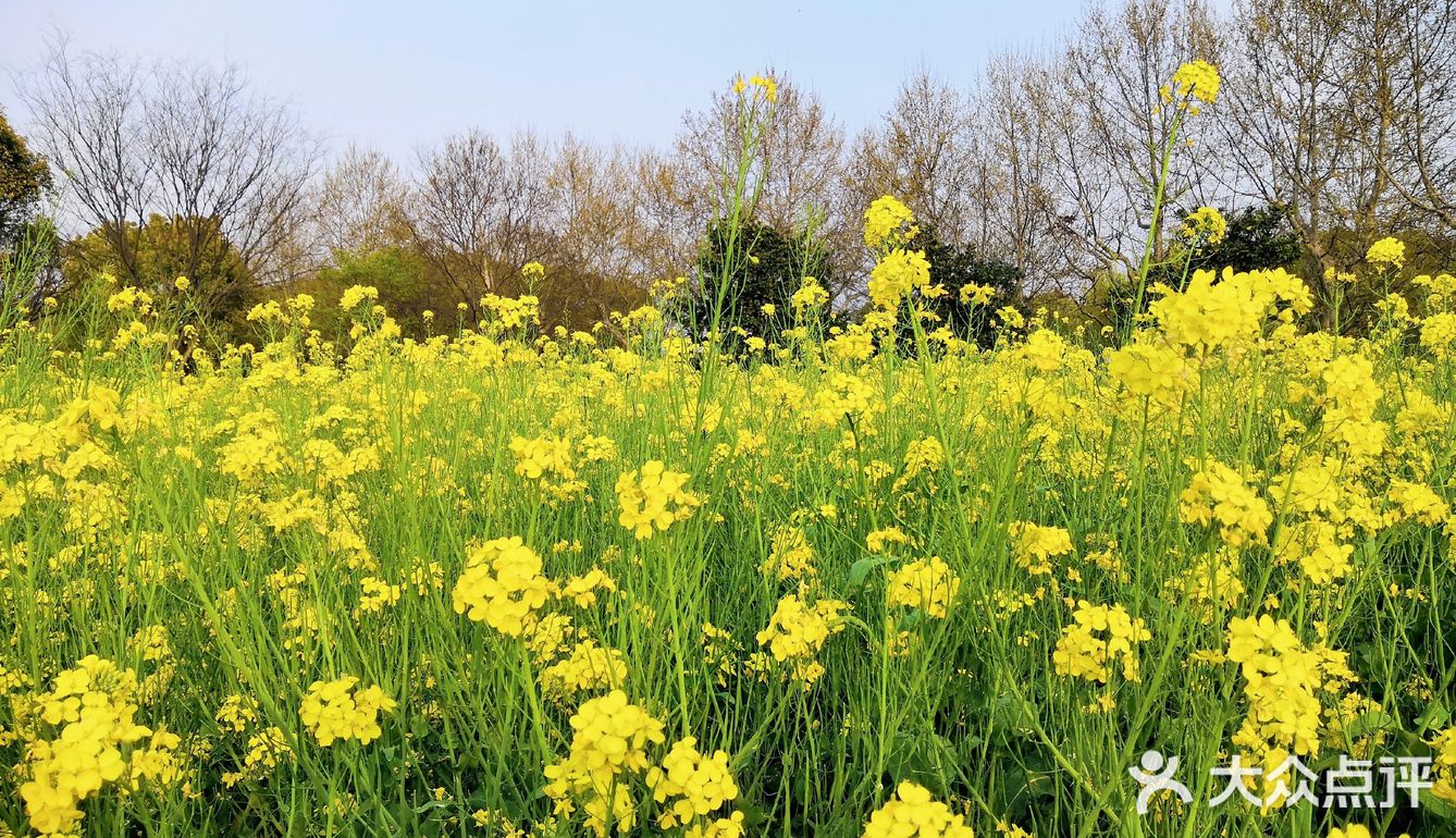 三月里的世纪公园，最喜欢这片油菜花田❤️
