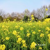 三月里的世纪公园，最喜欢这片油菜花田❤️