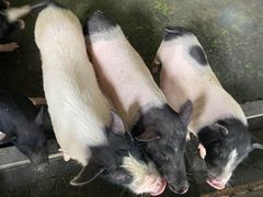 -乌村