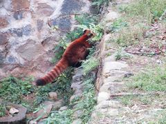 -都江堰中华大熊猫苑