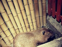 -萌宠奇缘