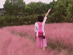 -鹅湖玫瑰文化园