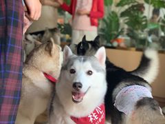 -Husky Go! 哈士奇体验馆·宠物咖啡厅狗咖