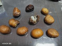 -小宝栗子(西安道店)