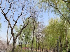 -大兴滨河森林公园