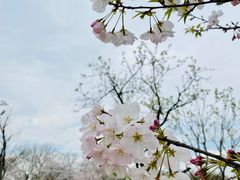 -上海辰山植物园