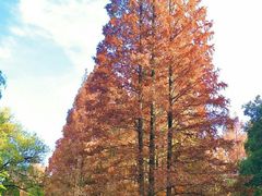 -上海共青森林公园