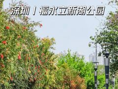 -立新湖公园