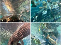 -上海海洋水族馆