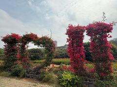 -东莞植物园