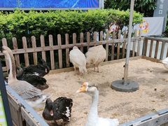 -广州长隆国际大马戏