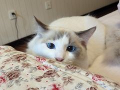 -宠福鑫康馨动物医院·骨科·眼科