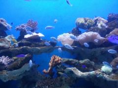 -海合安武汉极地海洋公园