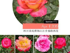 -秀丽东方