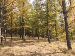 -塞罕坝国家级自然保护区