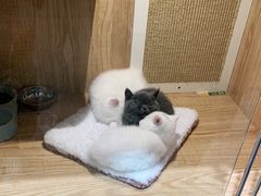 -老吴的猫·猫舍(新区店)