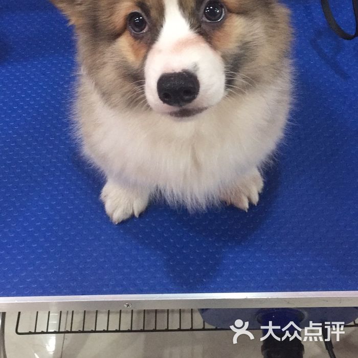 派多格宠物新宫南庭新苑店