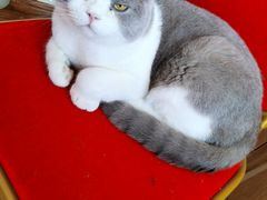 -这儿没有猫·猫咖萌宠馆·撸猫