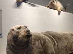 -贝林大翅鲸简餐厅(国家海洋博物馆店)