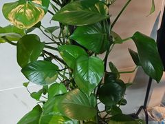 -云川台球(马甸店)