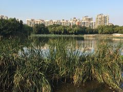 -新江湾城公园