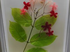 -广东中医药博物馆