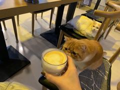 -平行世界·猫咖(首经贸店)