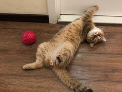 -纳吉亚猫专科动物医院博雅分院