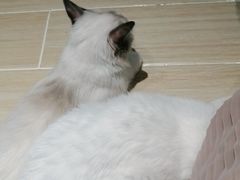 -momokira米努特·德文卷毛猫·棉花面纱犬