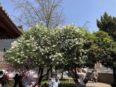 -西安青龙寺遗址景区