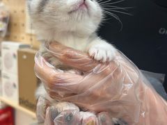 -爪爪喵星球·猫舍(卓悦中心店)