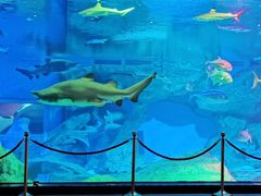 -海合安成都极地海洋公园