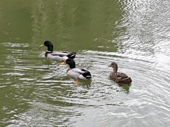 -佛冈森波拉度假区