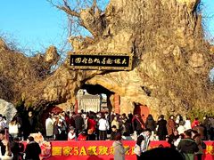 -大槐树寻根祭祖园