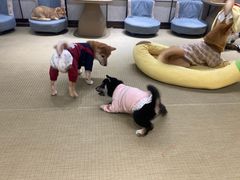 -逗柴咖啡屋·狗咖猫咖宠物桌游