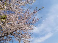 -高东镇樱花园