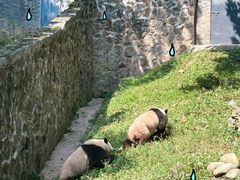 -都江堰中华大熊猫苑