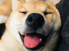 凯撒宝宝-浣熊柯尔鸭土拨鼠·电玩咖