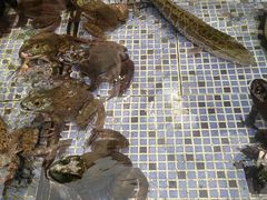 -胖大嫂渔家排档·全海景餐厅(渔村店)