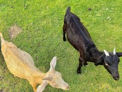 -东南花都花博园