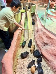 -Zoolung Zoolung动物主题公园(海信广场店)