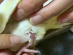 -瑞派·关忠动物医院·异宠专科·犬猫肿瘤·皮肤专科(望京店)