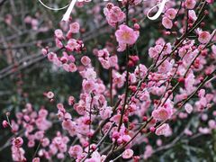 -上海滨江森林公园