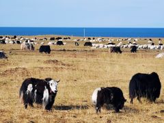 -青海湖国家重点风景名胜区