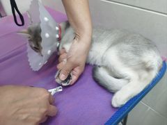 -北京观赏动物医院·24小时大型综合·猫专科·异宠专科