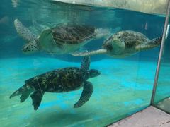 -海合安成都极地海洋公园