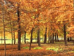 -上海海湾国家森林公园