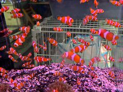 -青石桥花鸟鱼虫市场(叠翠城店)